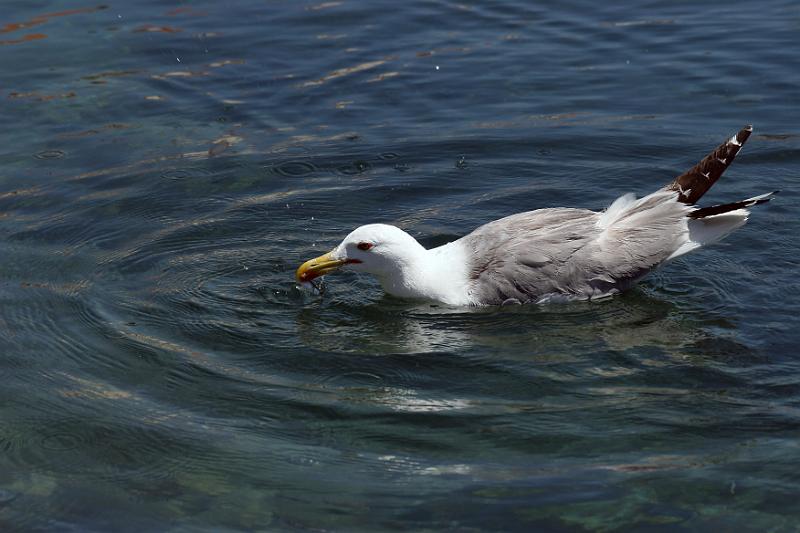 Hvar                                 9 .jpg